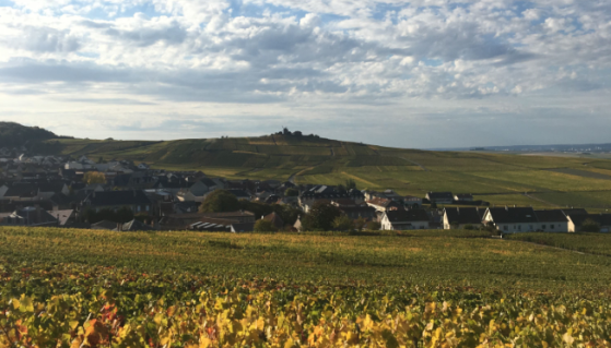 Vignes en automne