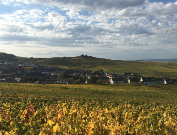 Vignes en automne