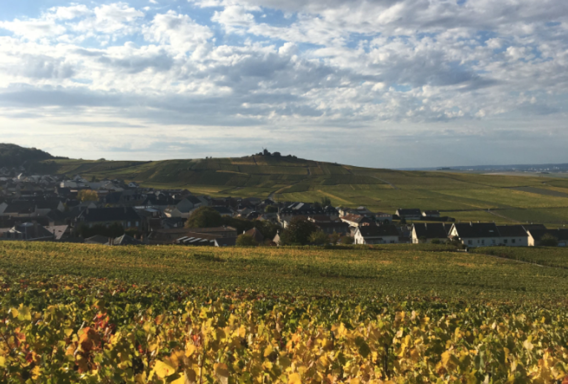 Vignes en automne